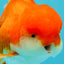 MARIO AAA Grade Red White Oranda Male 5.5 inches #030626OR_20