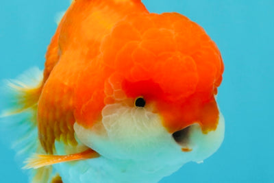 MARIO AAA Grade Red White Oranda Male 5.5 inches #030626OR_20