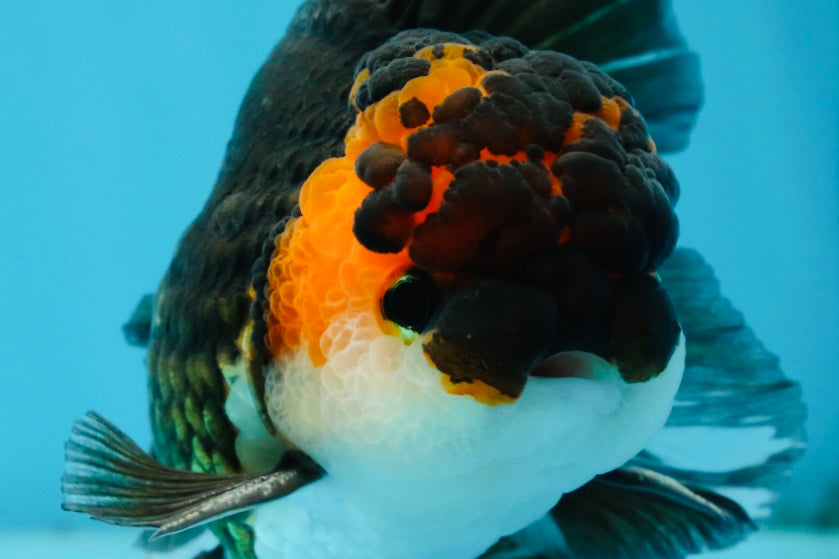 A Grade Chonky Tricolor Oranda Male 5 inches #062025OR_19