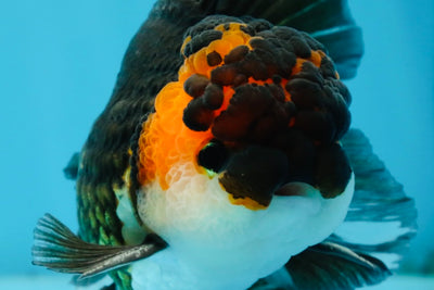 A Grade Chonky Tricolor Oranda Male 5 inches #062025OR_19