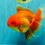 A Grade Red Oranda Male 6.5 inches #100926OR_19
