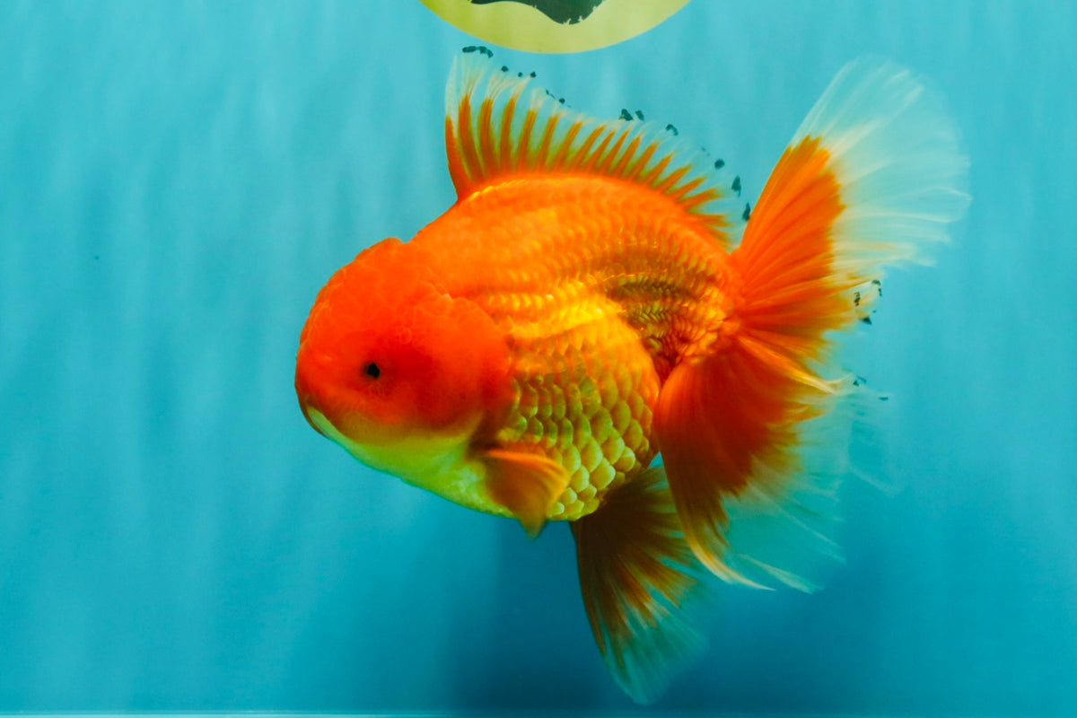 A Grade Red Oranda Male 6.5 inches #100926OR_19