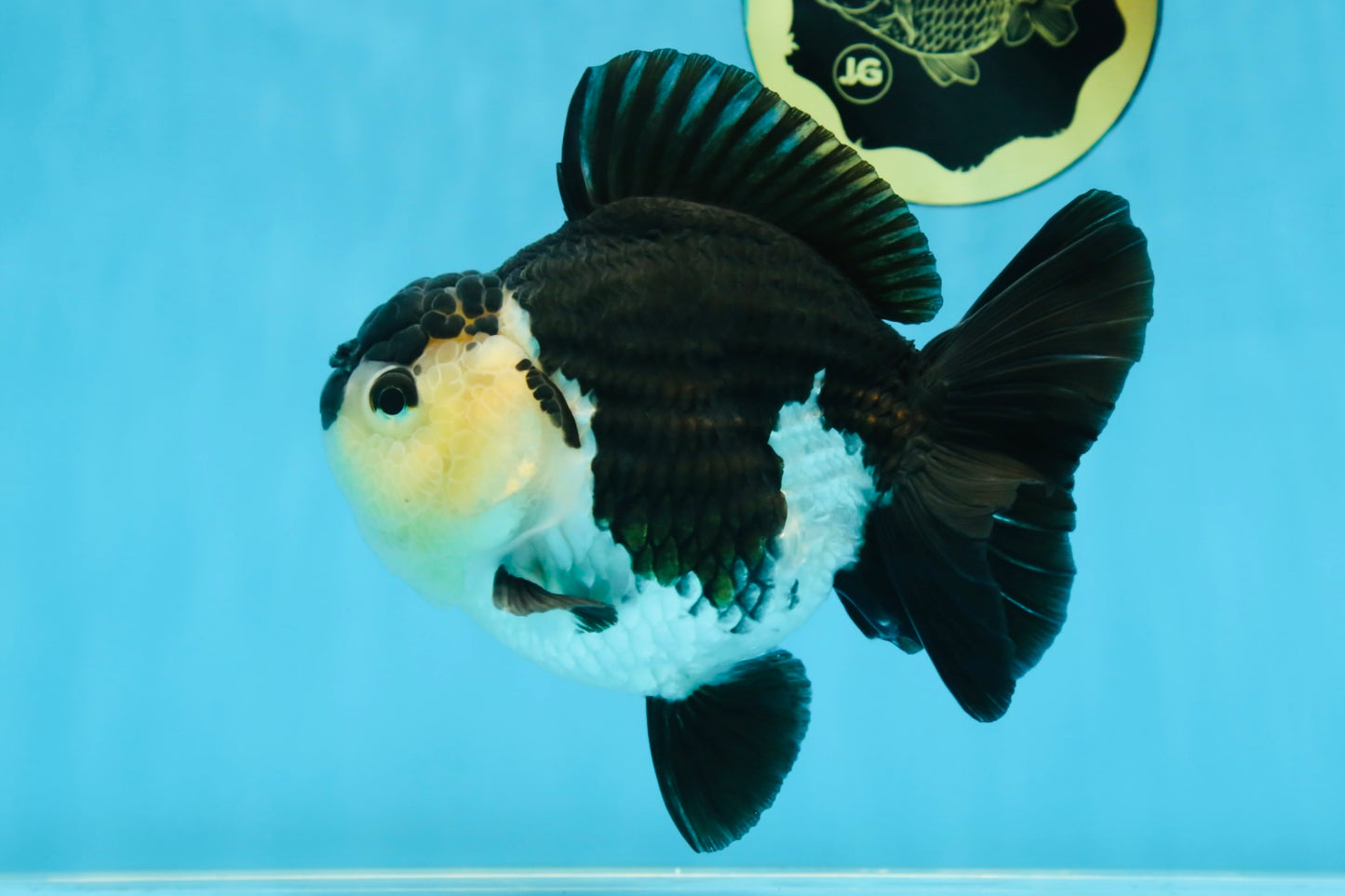 A Grade Panda Button Eyes Yuanbao 6 inches #080825YB_26