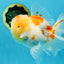 A Grade Sakura Oranda Male 4.5-5 inches #053025OR_28