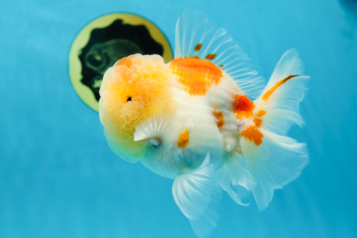 A Grade Sakura Oranda Male 4.5-5 inches #053025OR_28