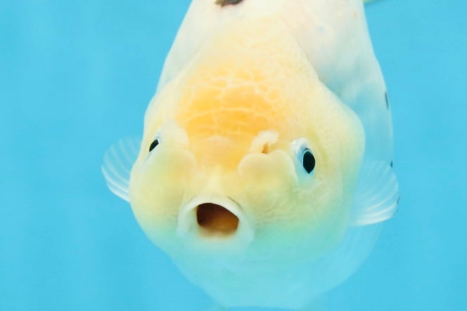 UNIQUE A Grade Chinese Cow Ranchu Female 4.5 inches #102425RC_05