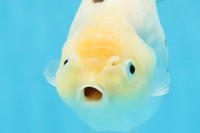 UNIQUE A Grade Chinese Cow Ranchu Female 4.5 inches #102425RC_05