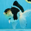 Panda Oranda Male 5 inches #091225OR_22