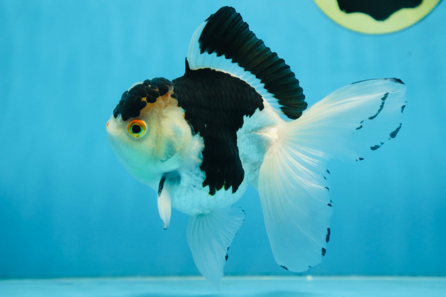 Panda Oranda Male 5 inches #091225OR_22