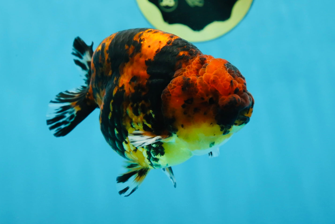 AAA Grade Tiger Female LionKing 5 inches #060625LC_06