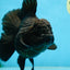 AAA Grade Godzilla Black Oranda Female 6.5 inches #081525OR_31