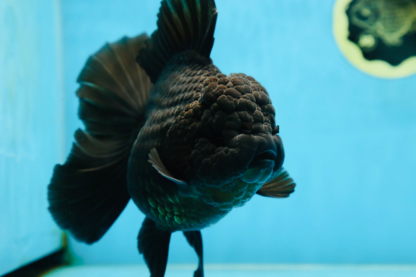 AAA Grade Godzilla Black Oranda Female 6.5 inches #081525OR_31