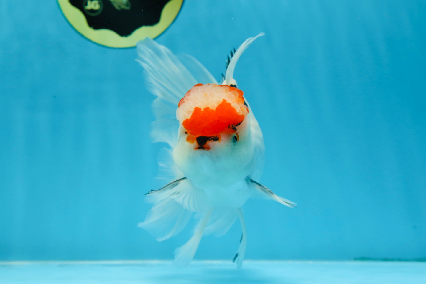 A Grade Tricolor Oranda Male 5.5 inches #070425OR_17