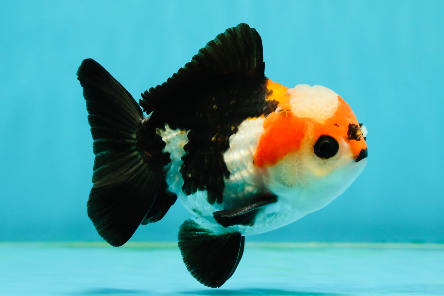 A Grade Tricolor Button Eyes Yuanbao Male 4-4.5 inches #112224YB_31