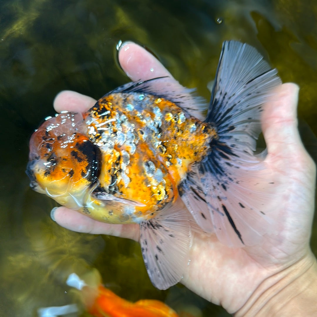 A Grade Tiger Calico Godzilla Oranda Male 5.5 inches #1027OR_16