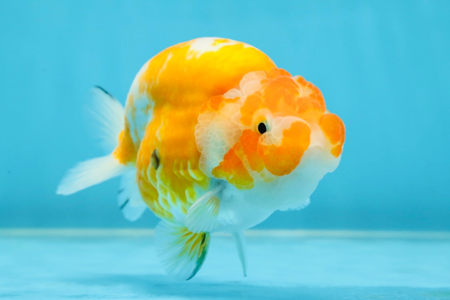 A Grade Sakura LionKing 4.5 inches #052325LC_13