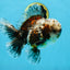 CHONKY AAA Grade Calico Kirin Oranda Male 5.5 inches #102425OR_18
