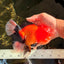 BULLDOG AAA Grade Tricolor Oranda Male 5.5-6 inches #071026OR_30