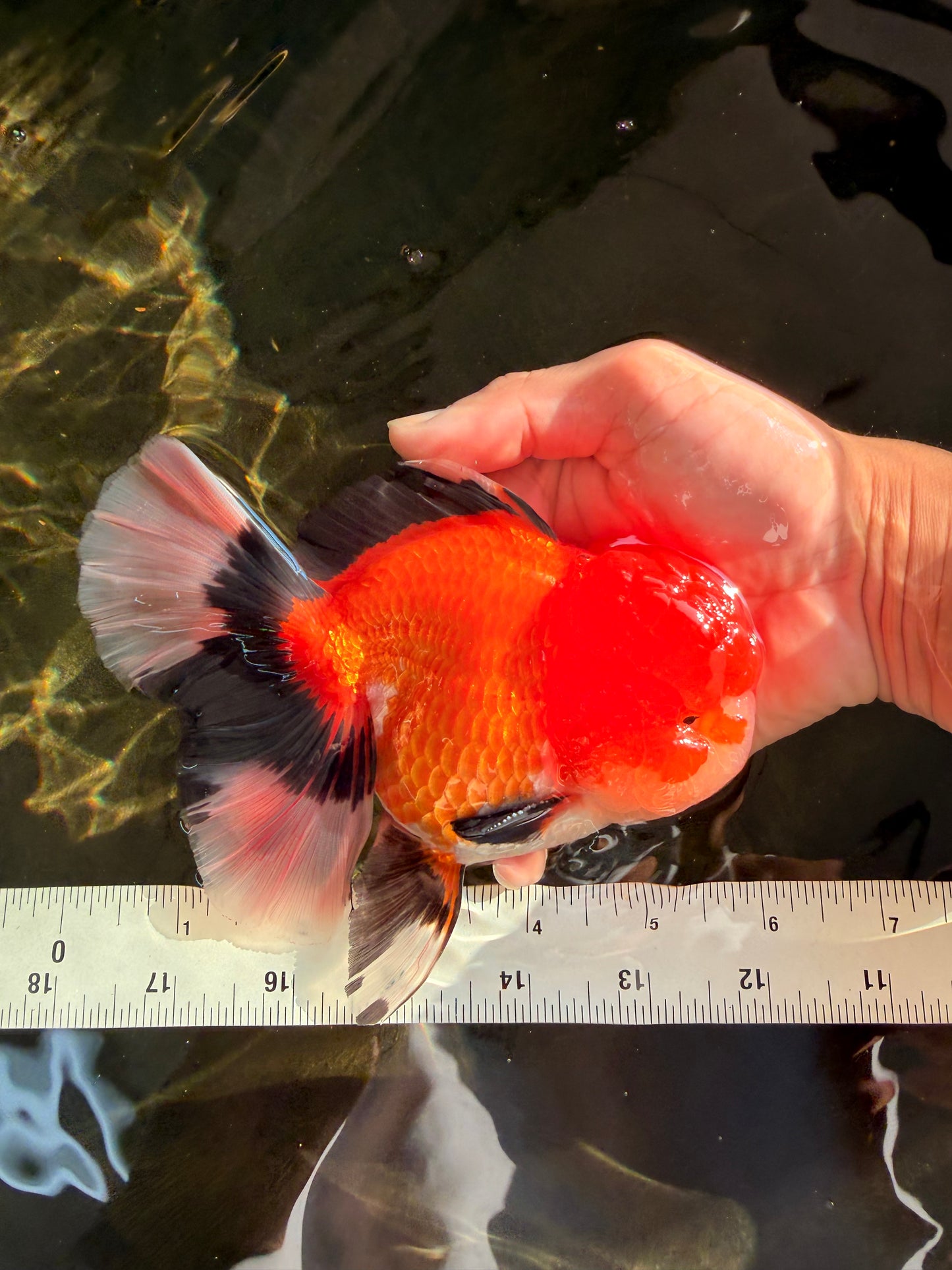 BULLDOG AAA Grade Tricolor Oranda Male 5.5-6 inches #071026OR_30