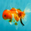 Sakura Oranda Female 5 inches #050126OR_06
