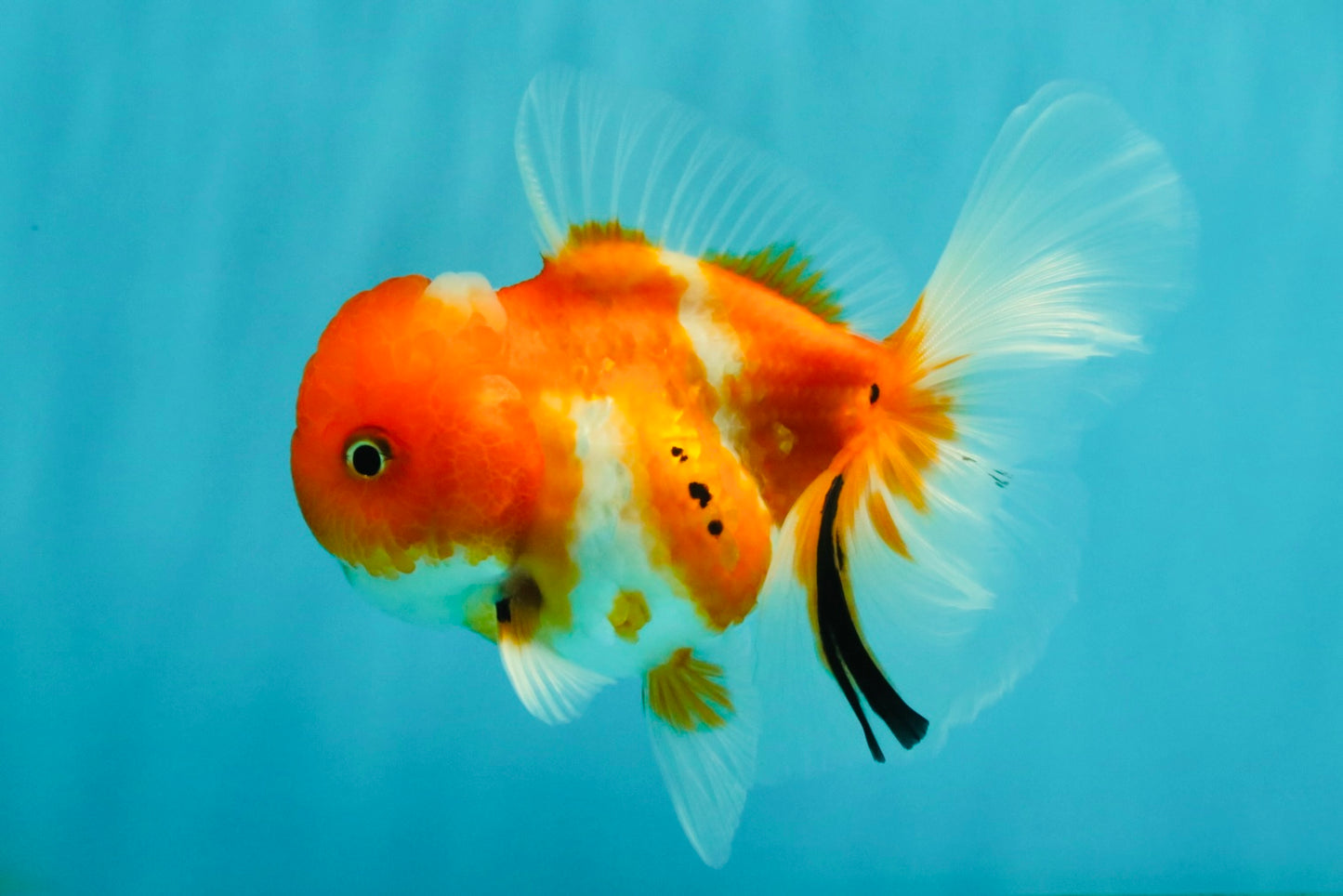 Sakura Oranda Female 5 inches #050126OR_06