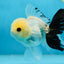 Panda Oranda Male 5 inches #091225OR_23