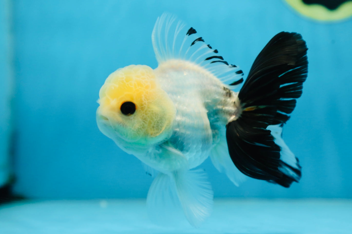 Panda Oranda Male 5 inches #091225OR_23