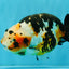 Chinese Tricolor Ranchu Male 5.5 inches #041026RC_20