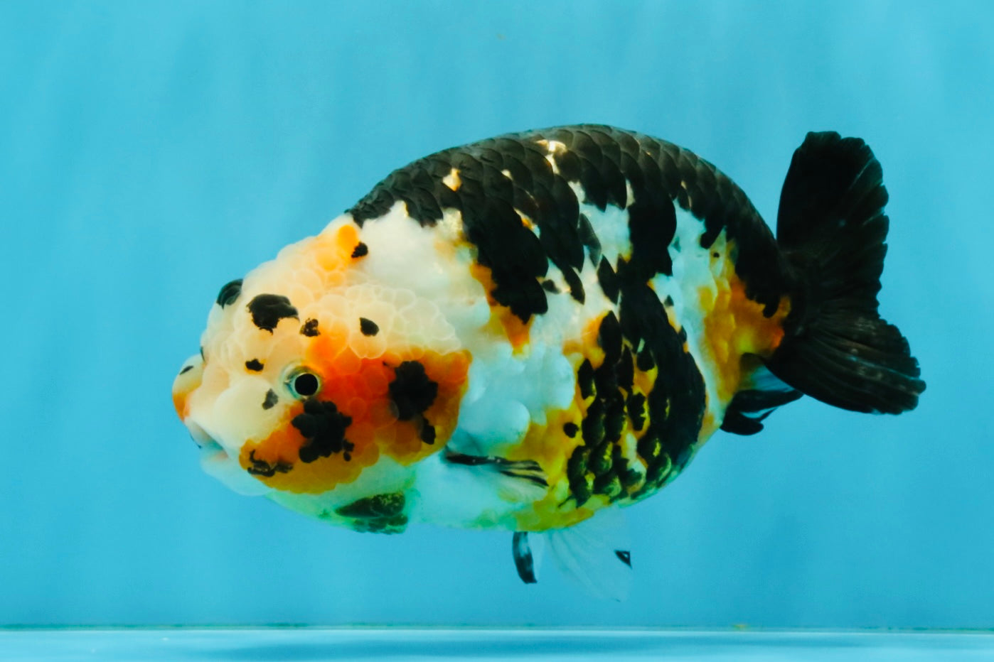 Chinese Tricolor Ranchu Male 5.5 inches #041026RC_20