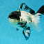 Cutie Face Panda Oranda Male 4.5-5 inches #042525OR_10