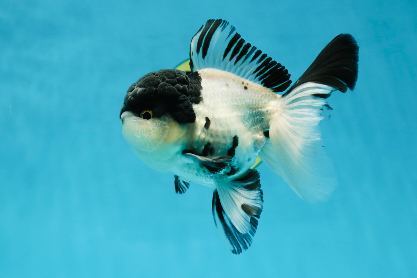 Cutie Face Panda Oranda Male 4.5-5 inches #042525OR_10