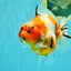 A Grade Sakura Yuanbao Male 5 inches #101626YB_31