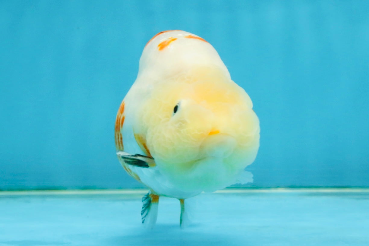 Sakura Chinese Ranchu Female 4.5 inches #121225RC_05