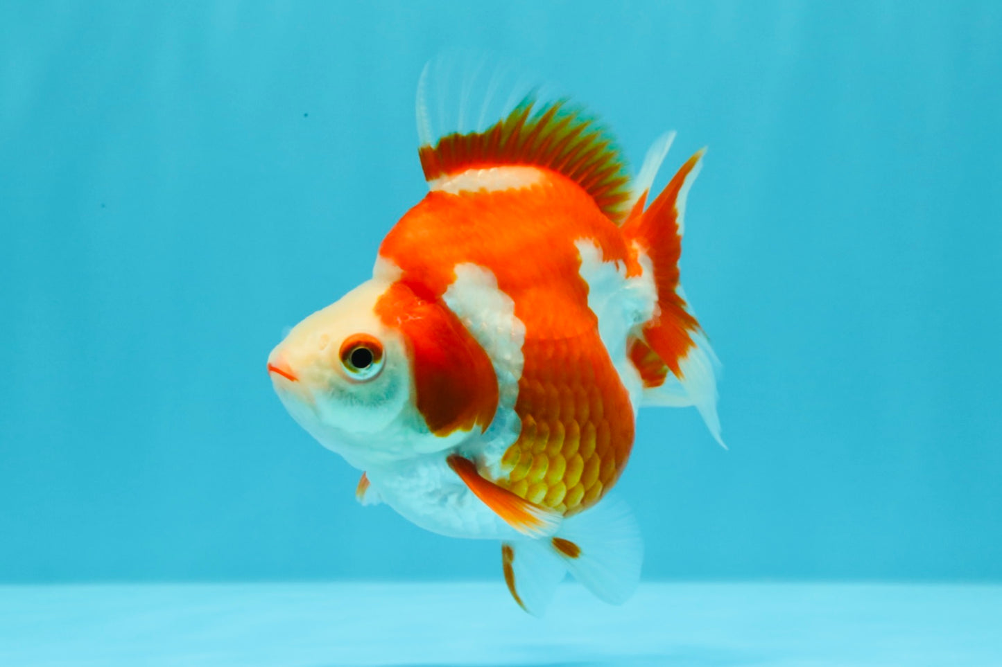 AAA Grade Red White Ryukin Female 4-4.5 inches #030626RK_16