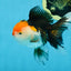 A Grade Tricolor Oranda Female 5 inches #082225OR_23