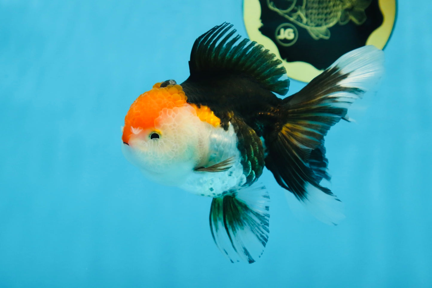A Grade Tricolor Oranda Female 5 inches #082225OR_23