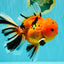 CHUNKY AAA Grade Tiger Oranda Male 6.5 inches #071726OR_27