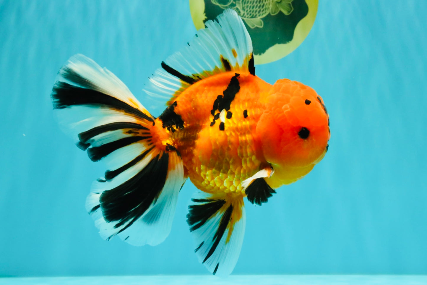 CHUNKY AAA Grade Tiger Oranda Male 6.5 inches #071726OR_27