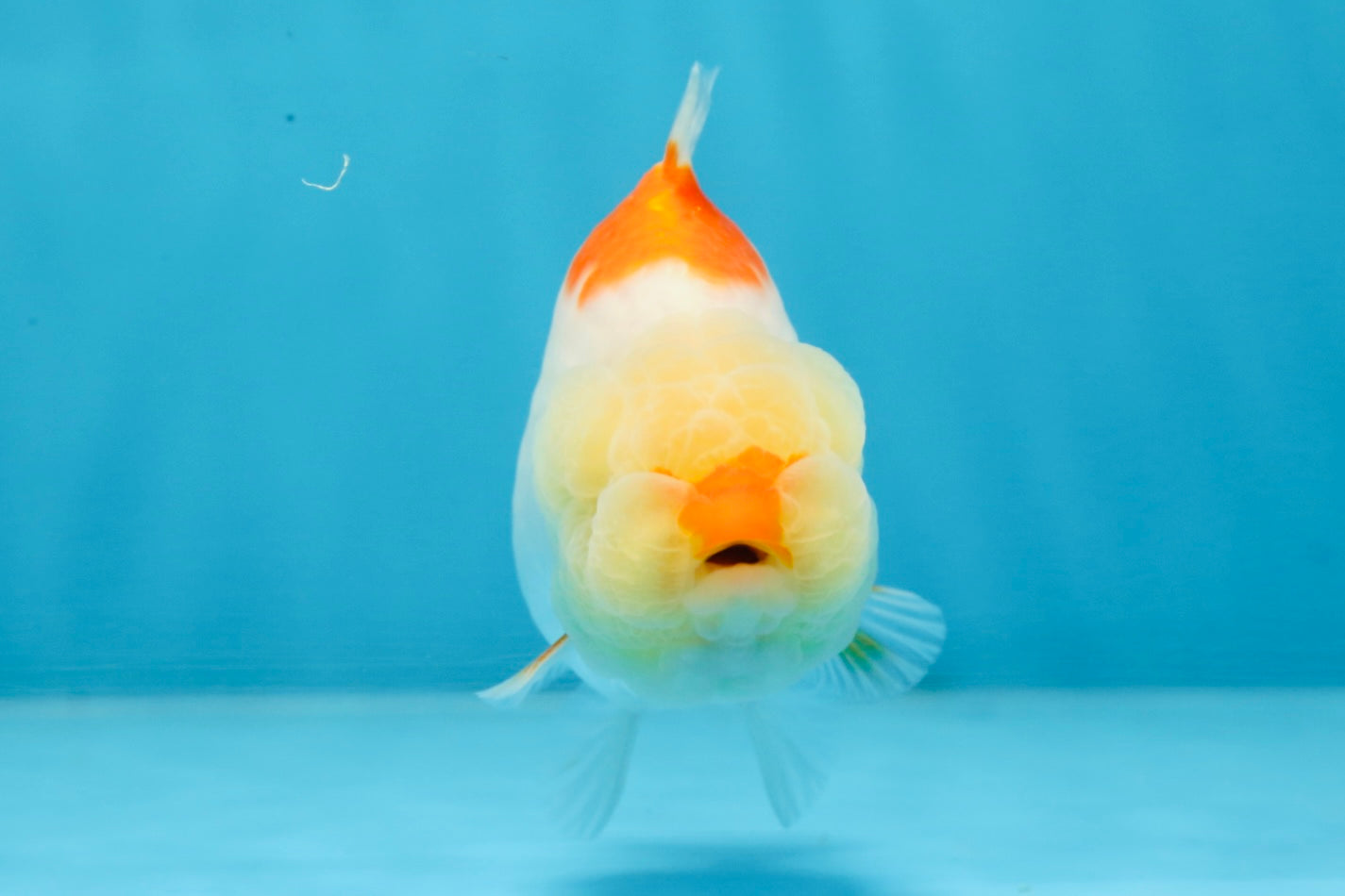 AAA Grade Red White Shark LionQueen 4 inches #101725LC_01