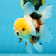 A Grade FLUFFY TAIL Tricolor Oranda Male 5.5 inches #082925OR_08