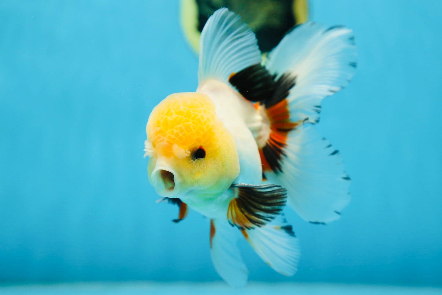 A Grade FLUFFY TAIL Tricolor Oranda Male 5.5 inches #082925OR_08