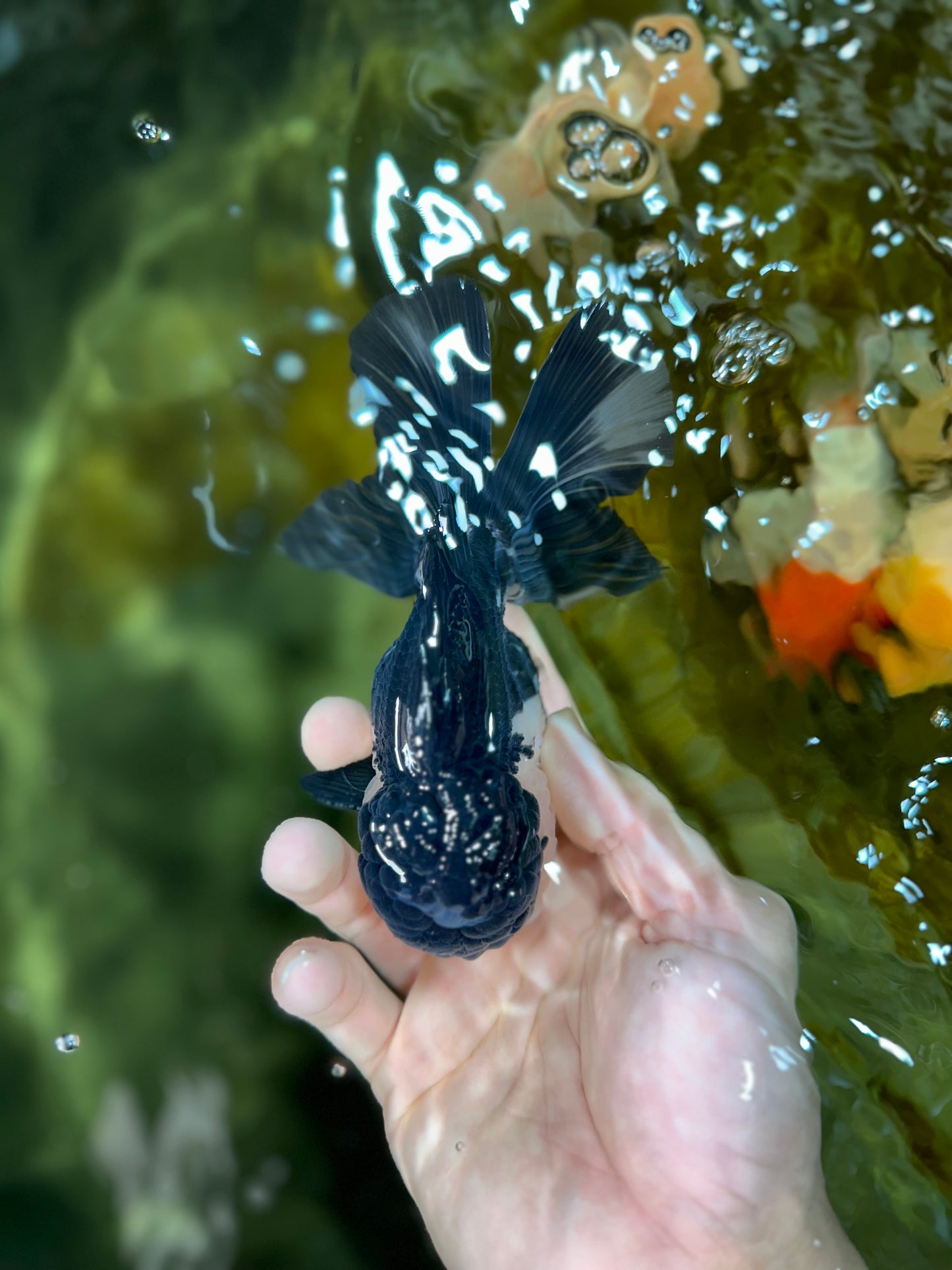 A Grade Panda Oranda Male 5-5.5 inches #050925OR_41