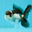 Panda Oranda Male 3.5 inches #1004OR_31