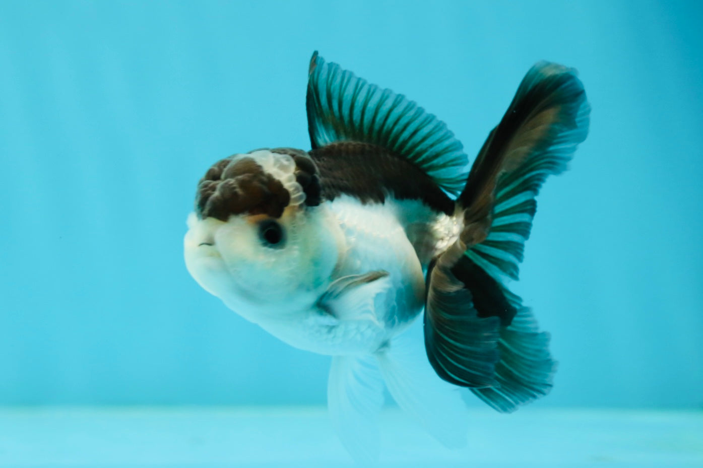 Panda Oranda Male 3.5 inches #1004OR_31