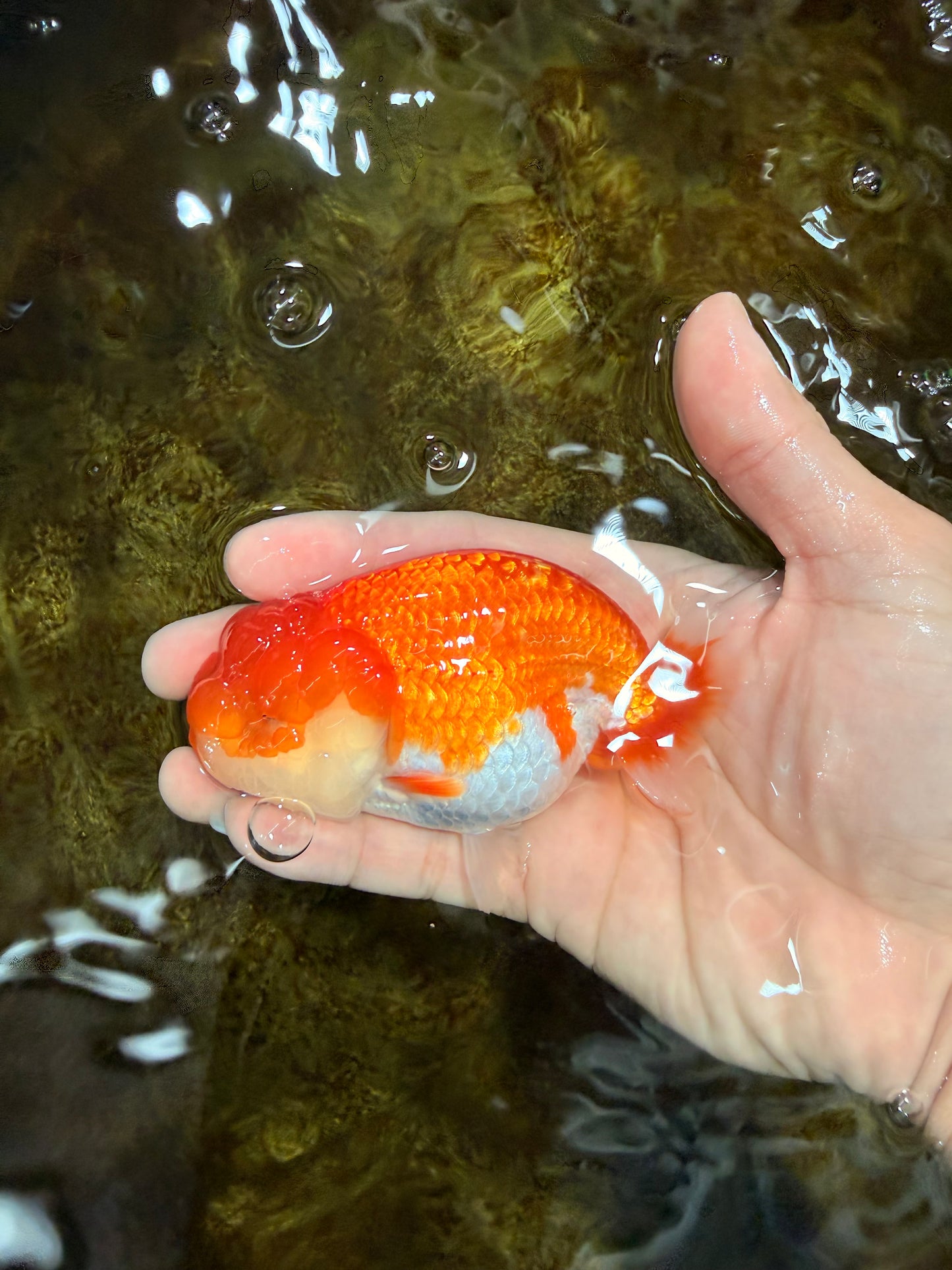 A Grade Red White LionQueen 4 inches #112125LC_12