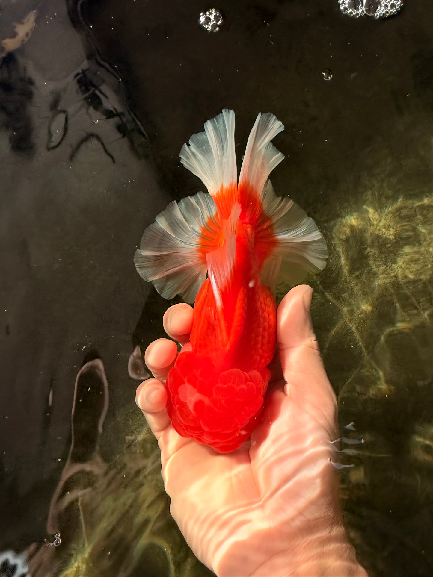 ANGER AAA Grade Red White Oranda Male 6 inches #032026OR_09