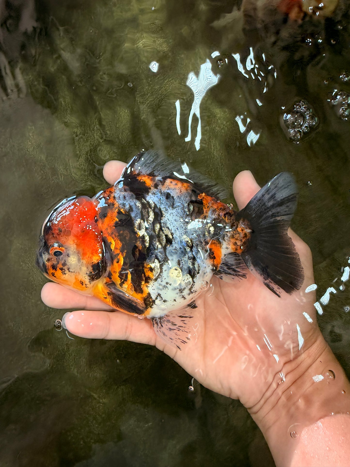 A Grade Showa Yuanbao Male 5.5-6 inches #082126YB_29