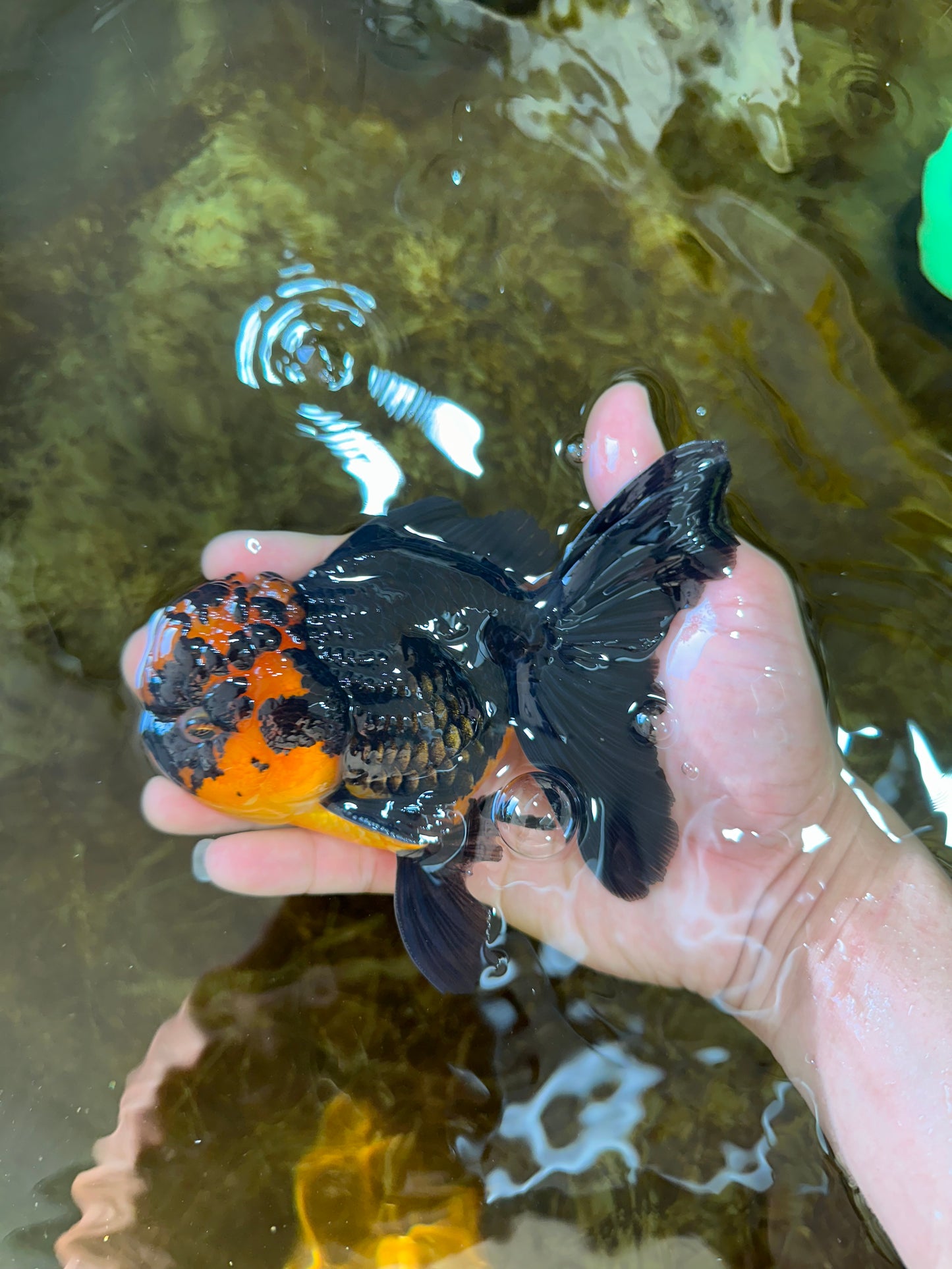 A Grade Apache Lava Head Oranda Male 5-5.5 inches #081525OR_25