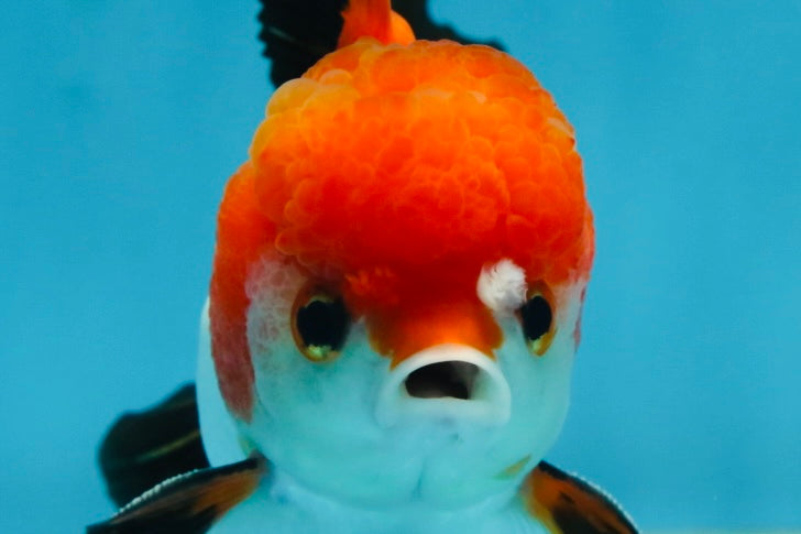 Tricolor Yuanbao Male 4.5 inches #062725YB_10