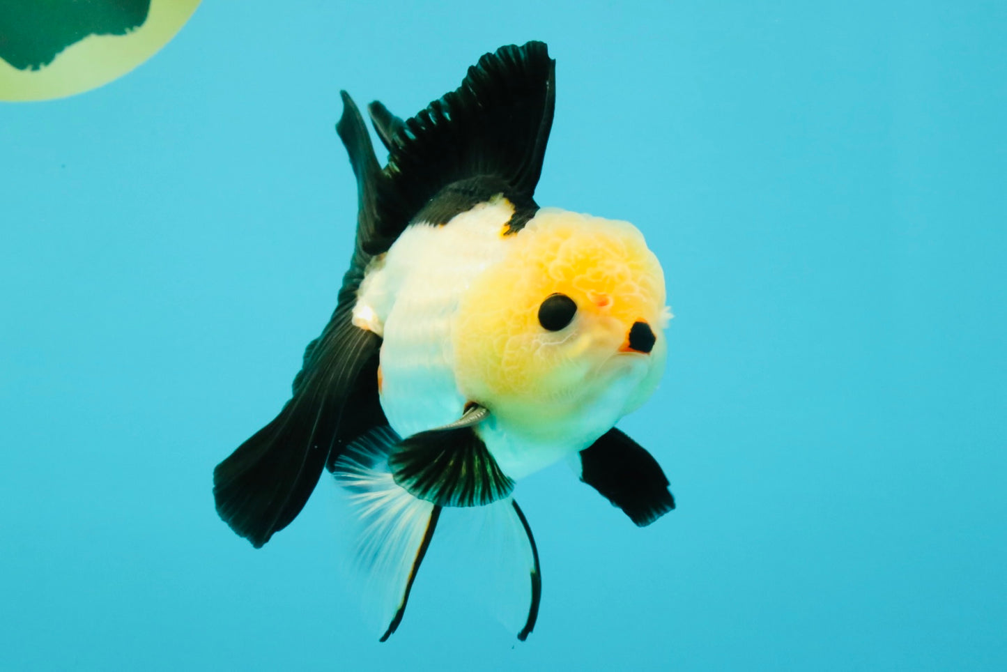 CHARLIE A Grade Tricolor Button Eyes Oranda Male 5 inches #042426OR_05